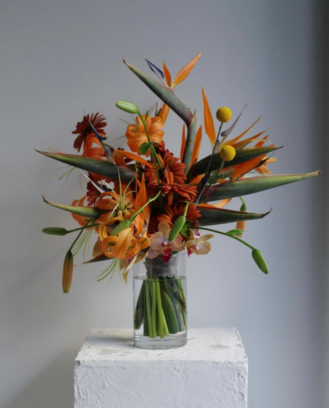 Birds of Paradise